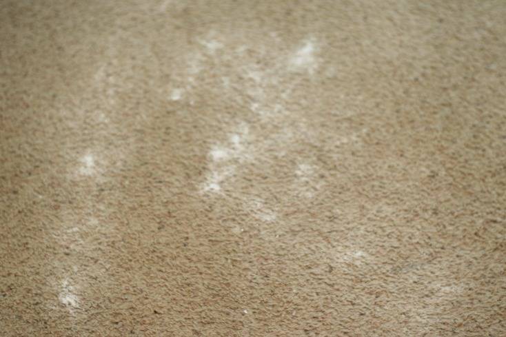 20 Carpet Shampooer Solution Recipes Image