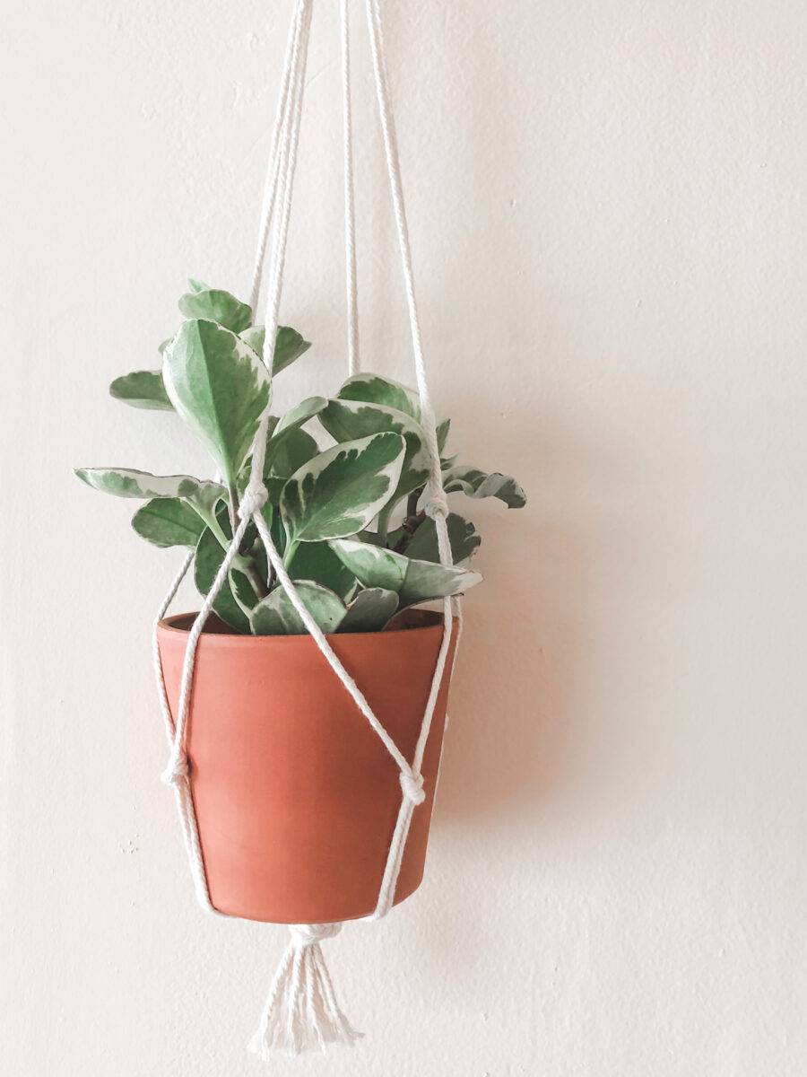 33 Easy Plant Crafts Image