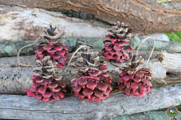 10 Pine Cone Fire Starters Image