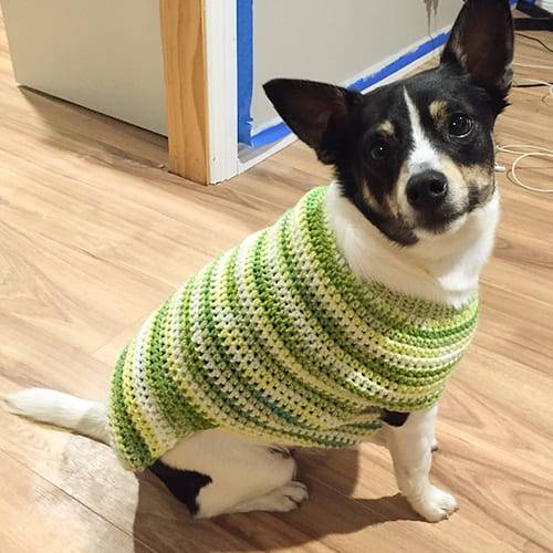 25 Knit Chihuahua Sweater Patterns Image