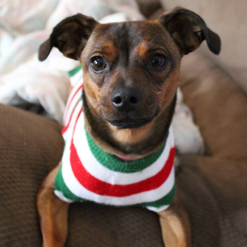 31 DIY Dog Clothes Patterns Image