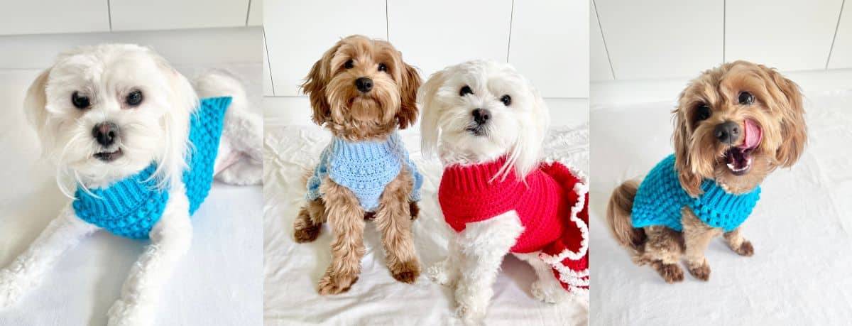 32 Small Dog Sweaters Crochet Patterns Image