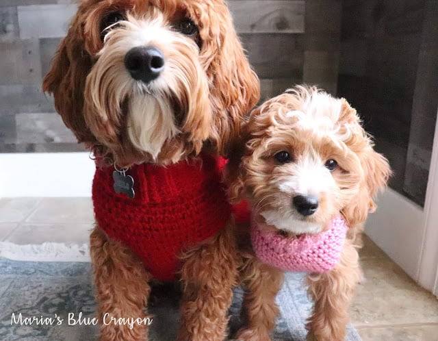 32 Small Dog Sweaters Crochet Patterns Image