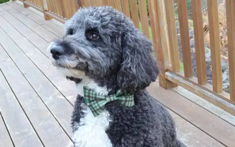 31 DIY Dog Clothes Patterns Image