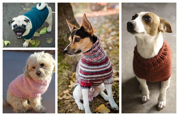 25 Knit Chihuahua Sweater Patterns Image