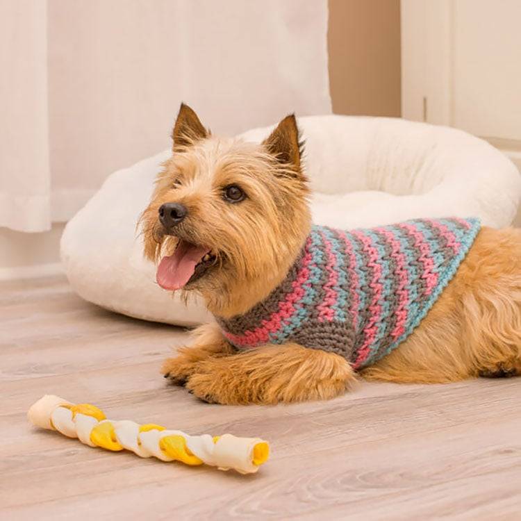 32 Small Dog Sweaters Crochet Patterns Image