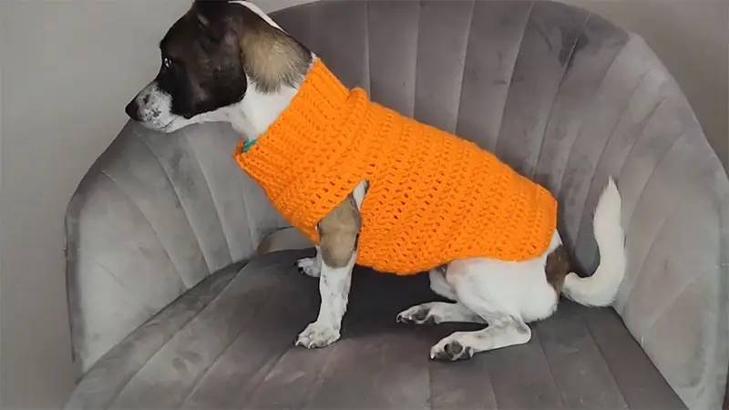 32 Small Dog Sweaters Crochet Patterns Image