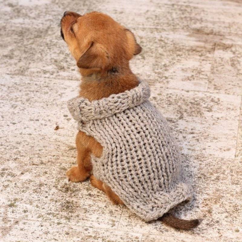25 Knit Chihuahua Sweater Patterns Image