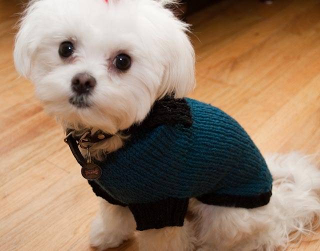 25 Knit Chihuahua Sweater Patterns Image