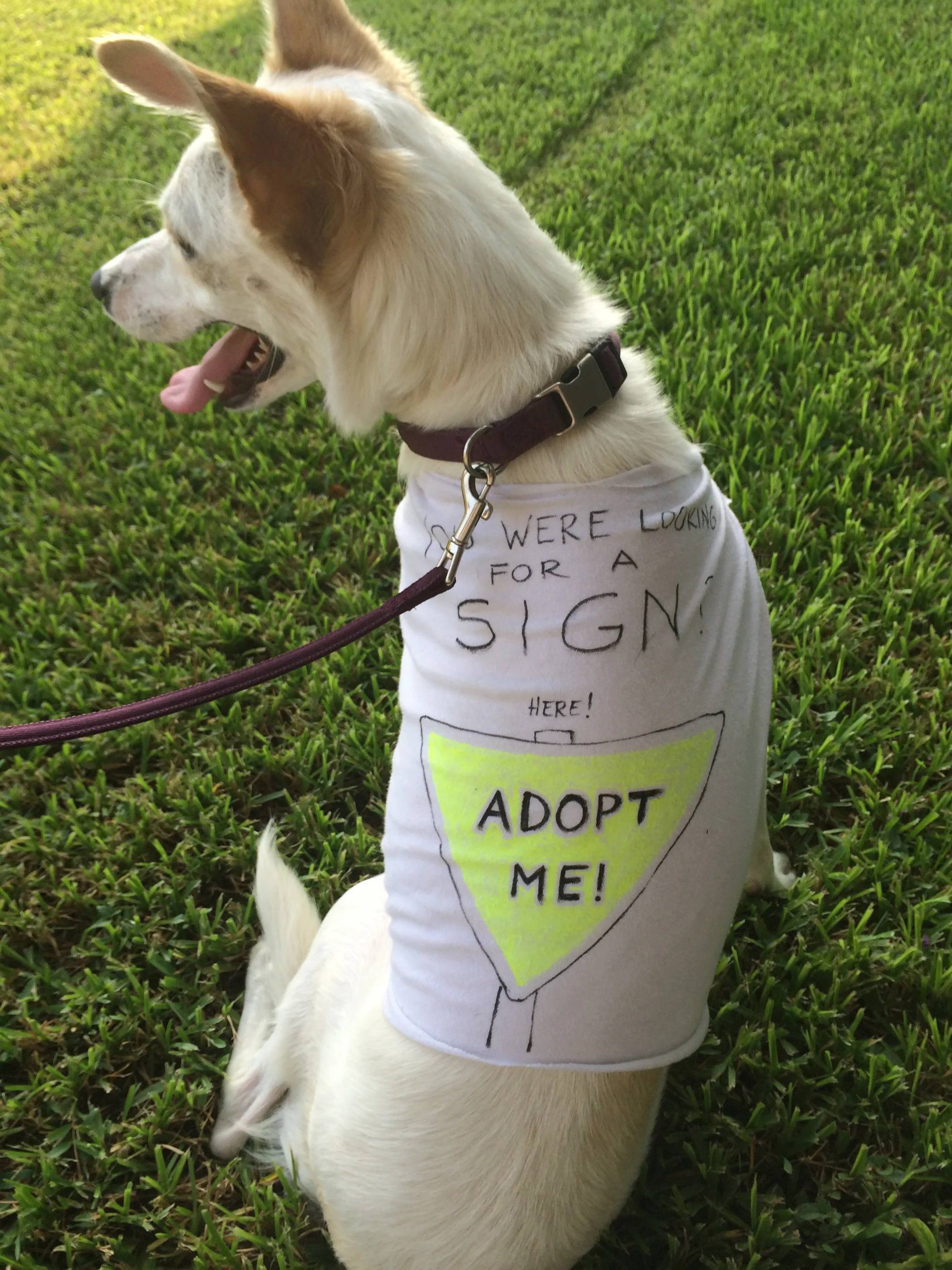 31 DIY Dog Clothes Patterns Image