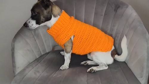 31 DIY Dog Clothes Patterns Image