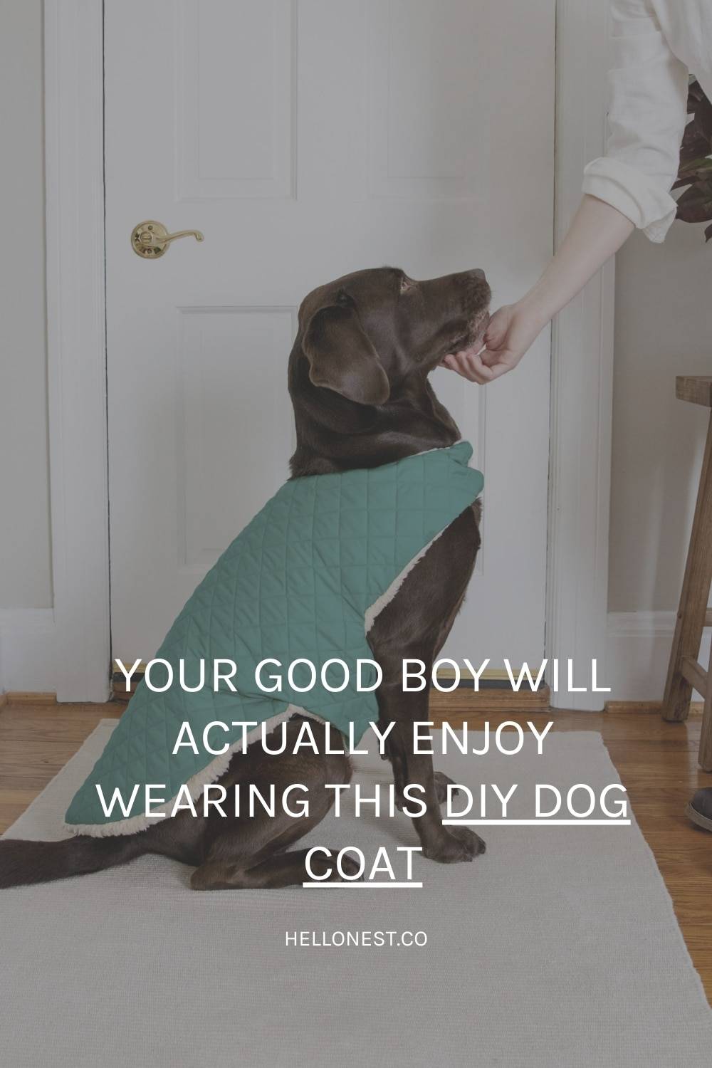 31 DIY Dog Clothes Patterns Image