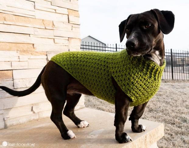 32 Small Dog Sweaters Crochet Patterns Image