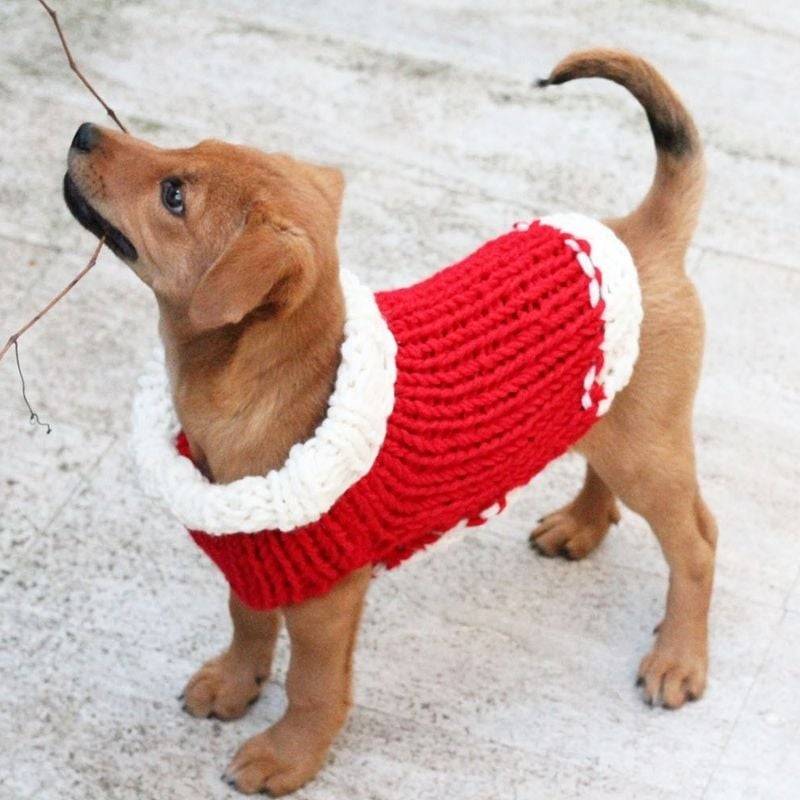 25 Knit Chihuahua Sweater Patterns Image