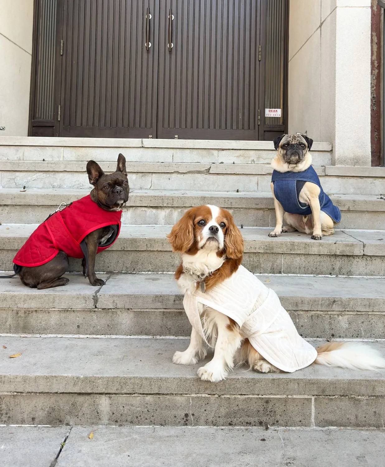 31 DIY Dog Clothes Patterns Image