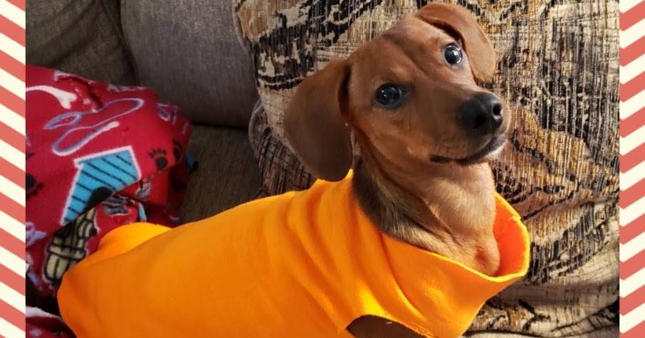 31 DIY Dog Clothes Patterns Image