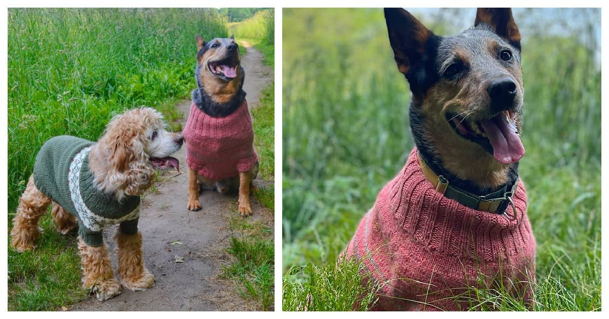 25 Knit Chihuahua Sweater Patterns Image