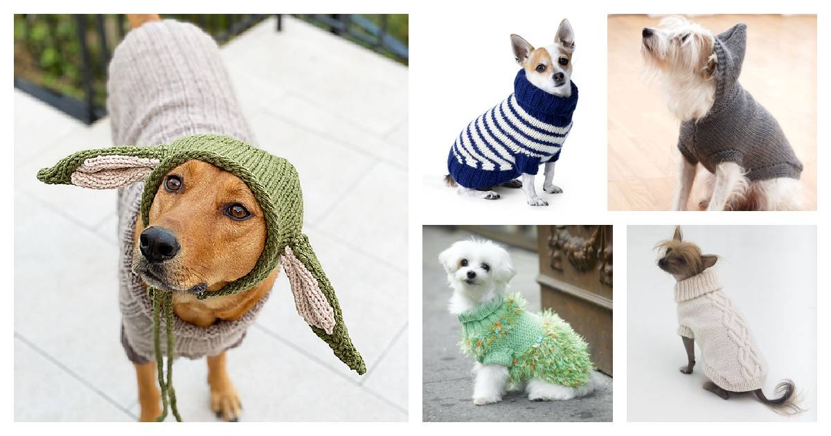 25 Knit Chihuahua Sweater Patterns Image