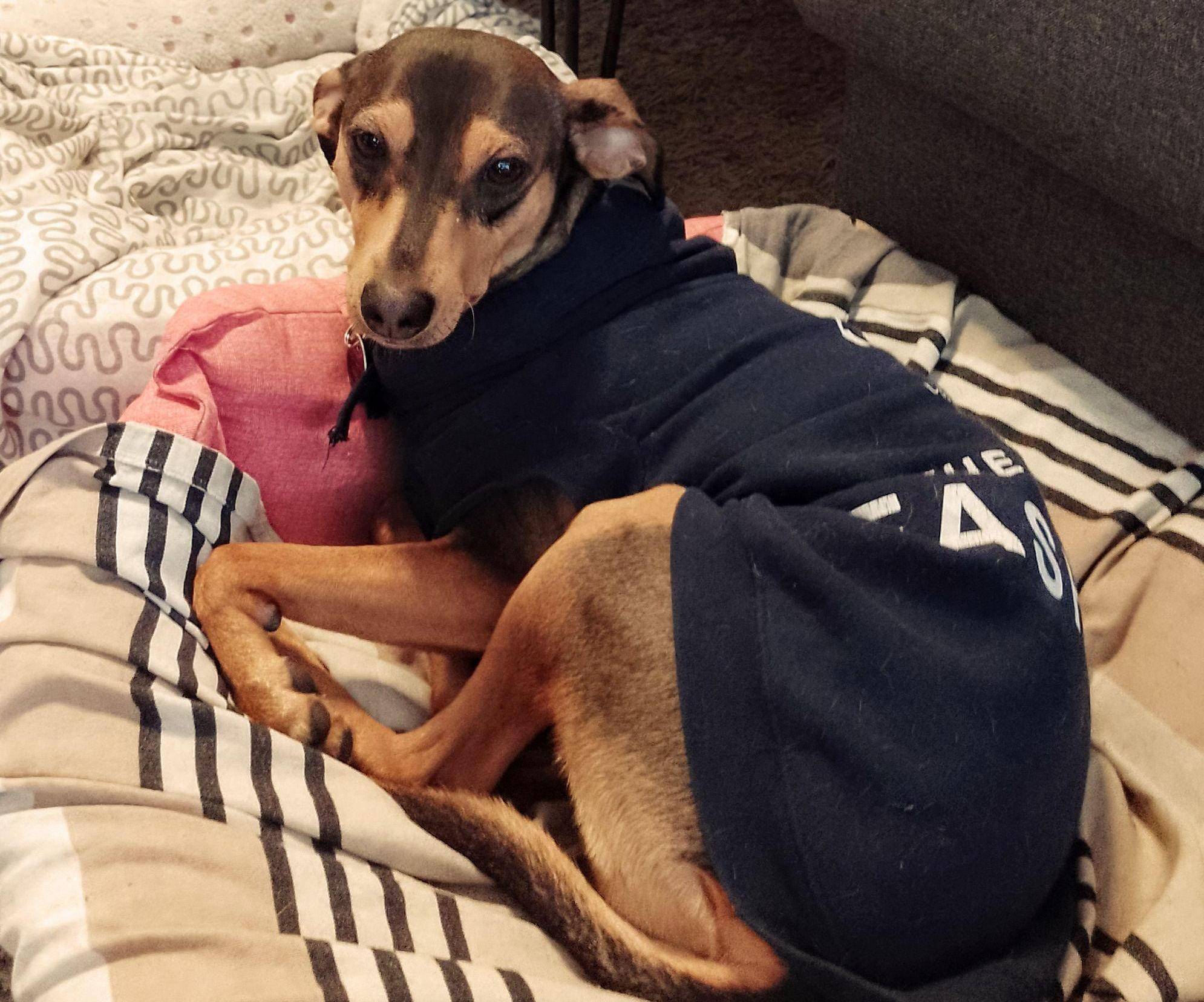 31 DIY Dog Clothes Patterns Image