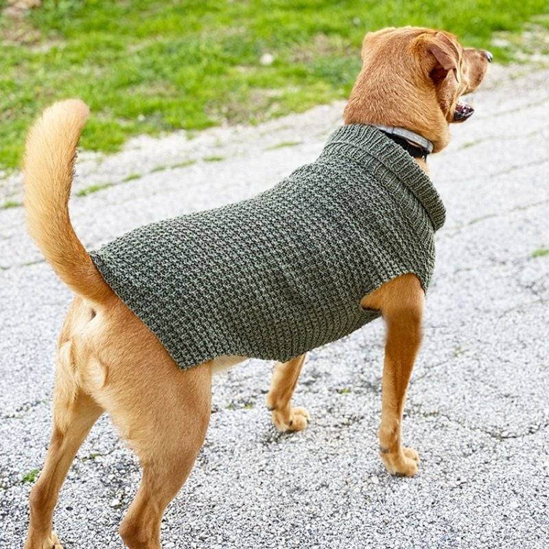 25 Knit Chihuahua Sweater Patterns Image