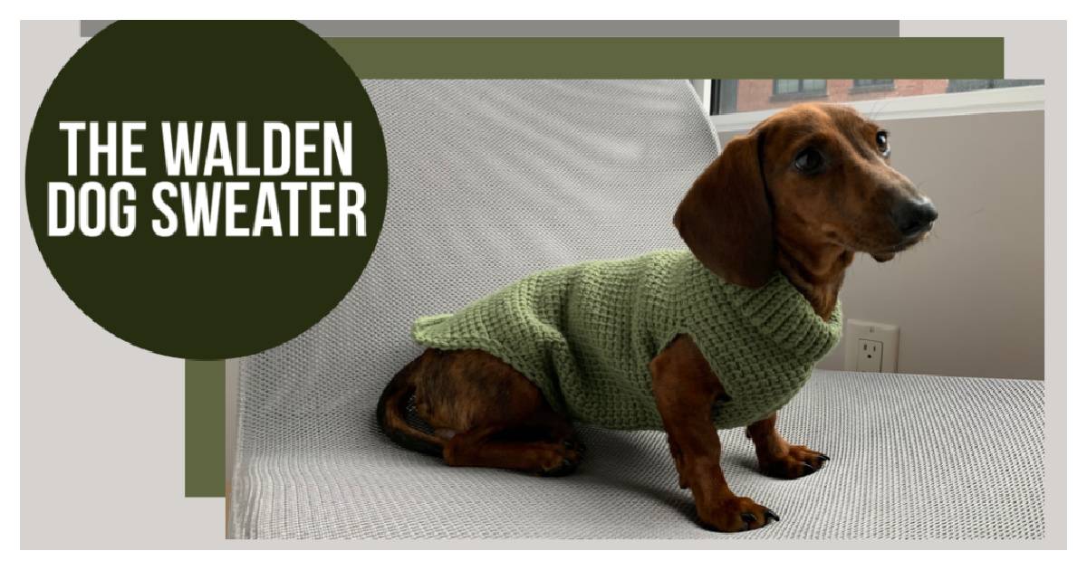32 Small Dog Sweaters Crochet Patterns Image
