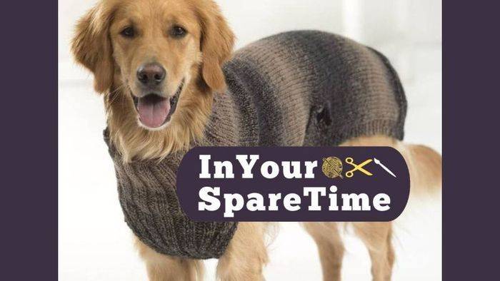 25 Knit Chihuahua Sweater Patterns Image