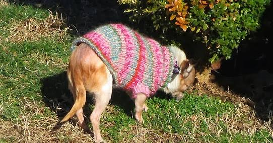 25 Knit Chihuahua Sweater Patterns Image