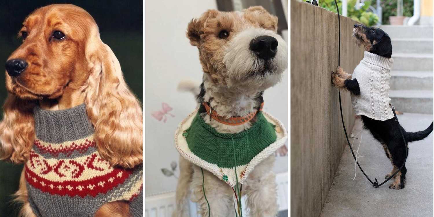 29 Knitted Dog Sweater Patterns