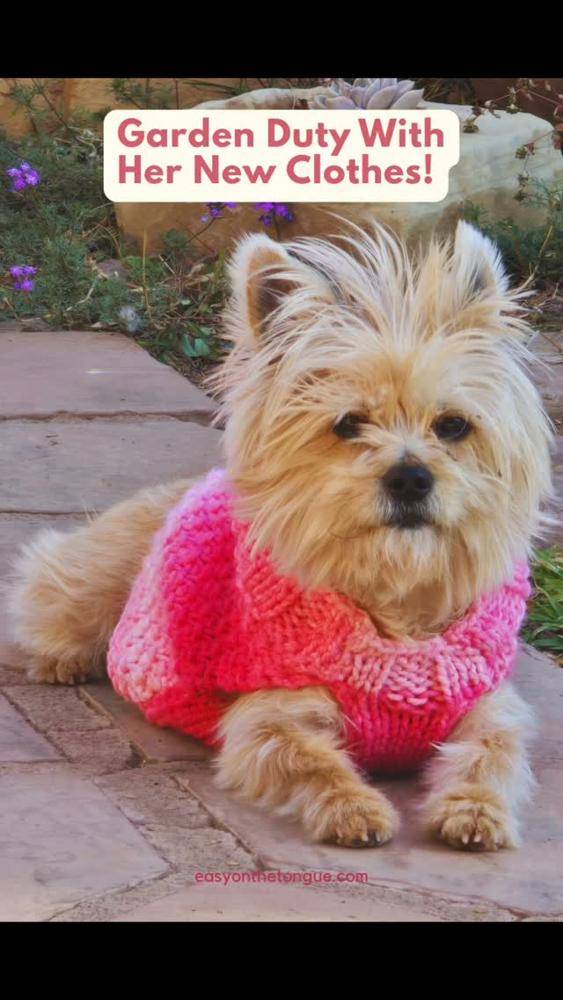 Chunky Knit Dog Sweater with Cable Detail
