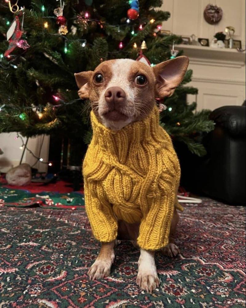 Cozy Cable Knit Dog Sweater Project