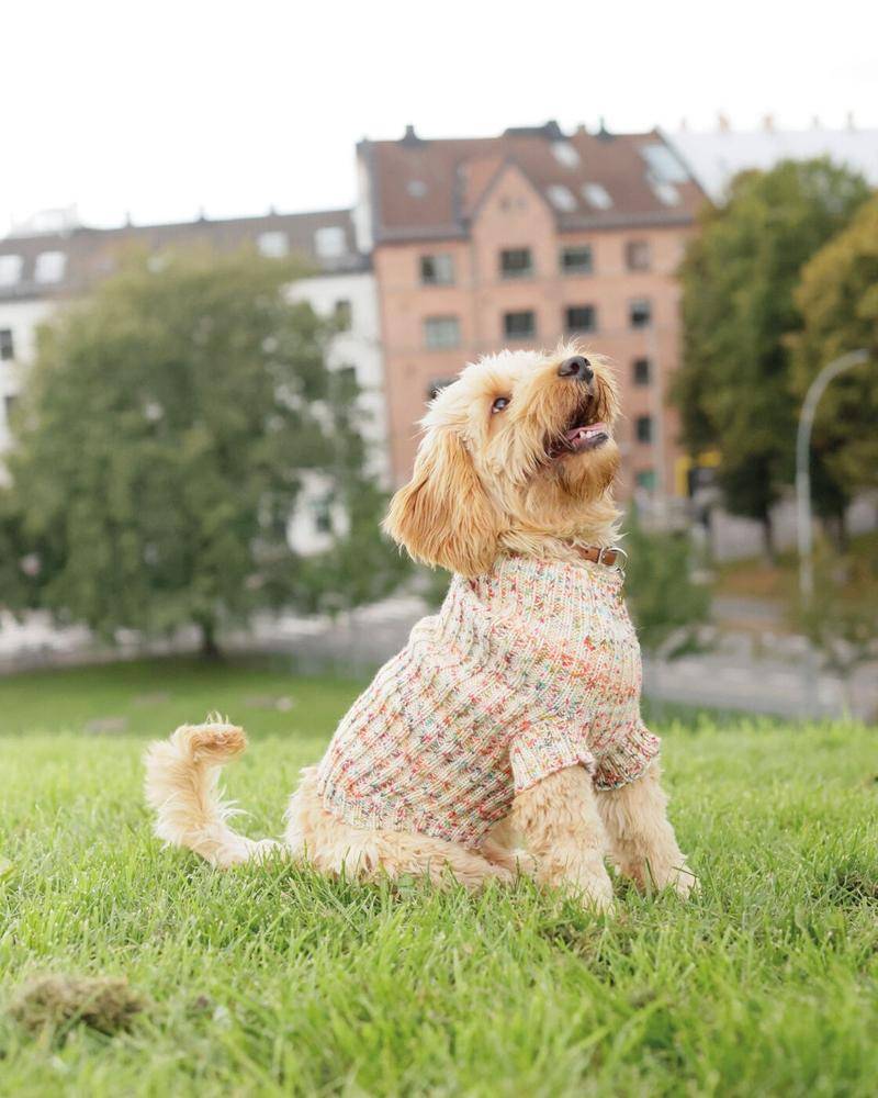 Cozy Striped Knitted Dog Sweater