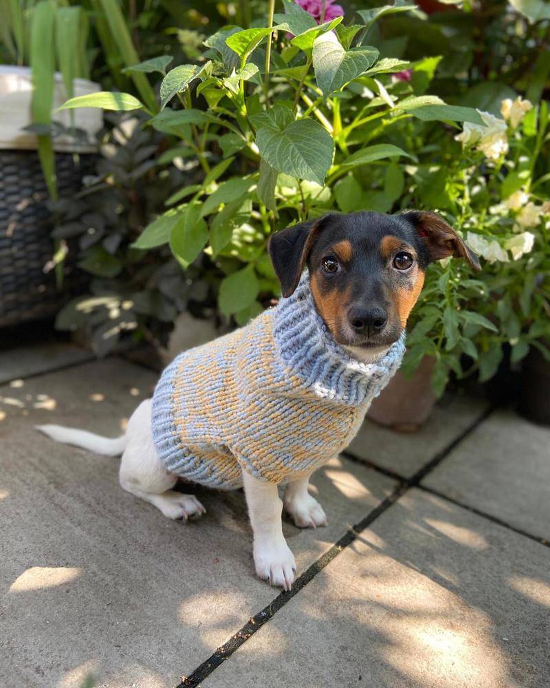 Cozy Striped Knitted Dog Sweater Pattern