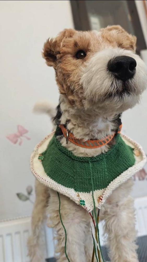 Emerald Green & Cream Knitted Dog Vest