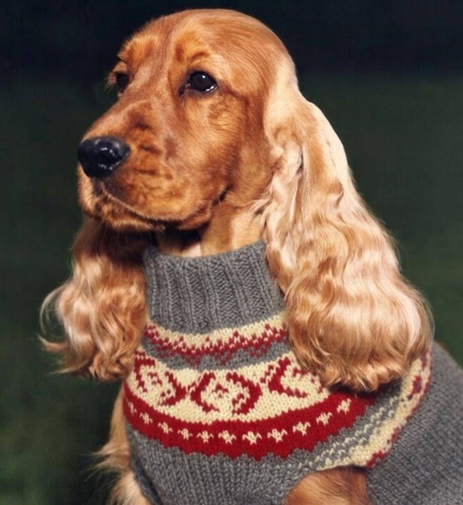 Fair Isle Knit Dog Sweater Project