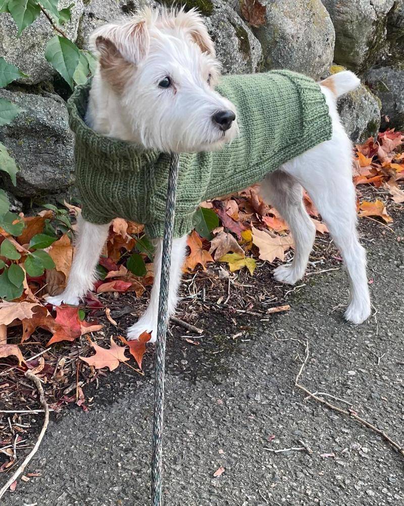 Ribbed Knit Dog Sweater with Turtleneck