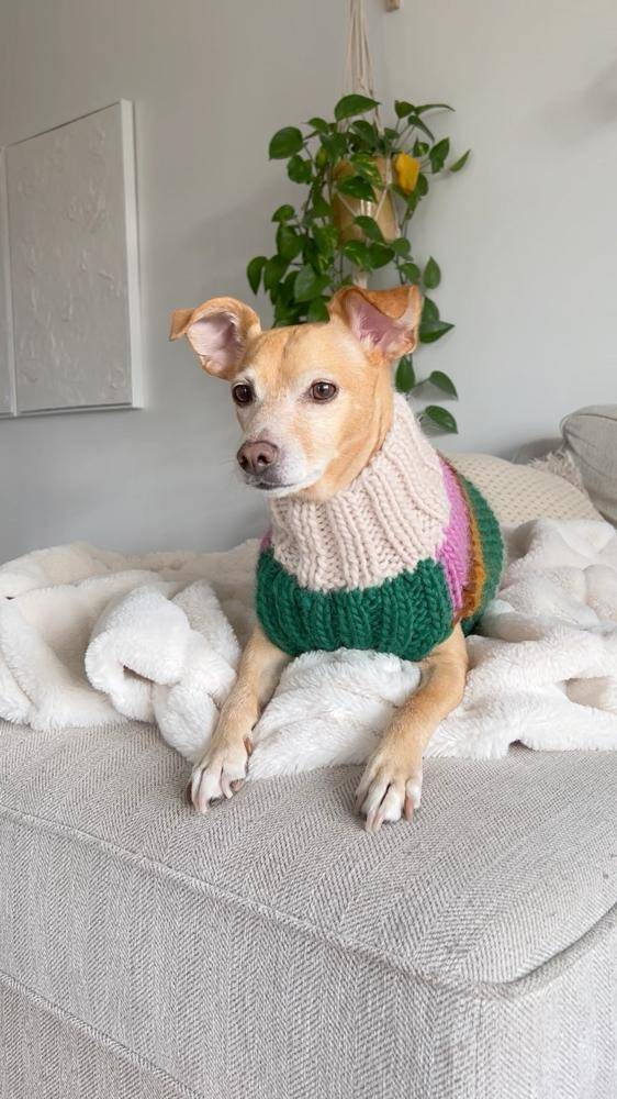 Striped Knit Dog Sweater Project