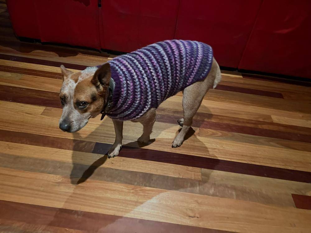 Striped Knitted Dog Sweater Project